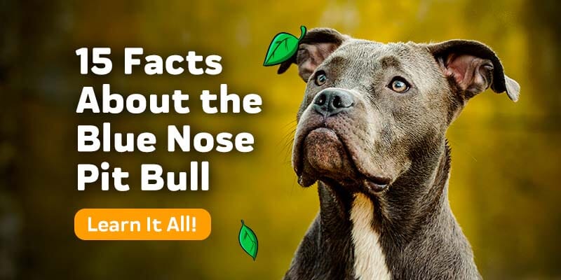 black nose pitbull terrier