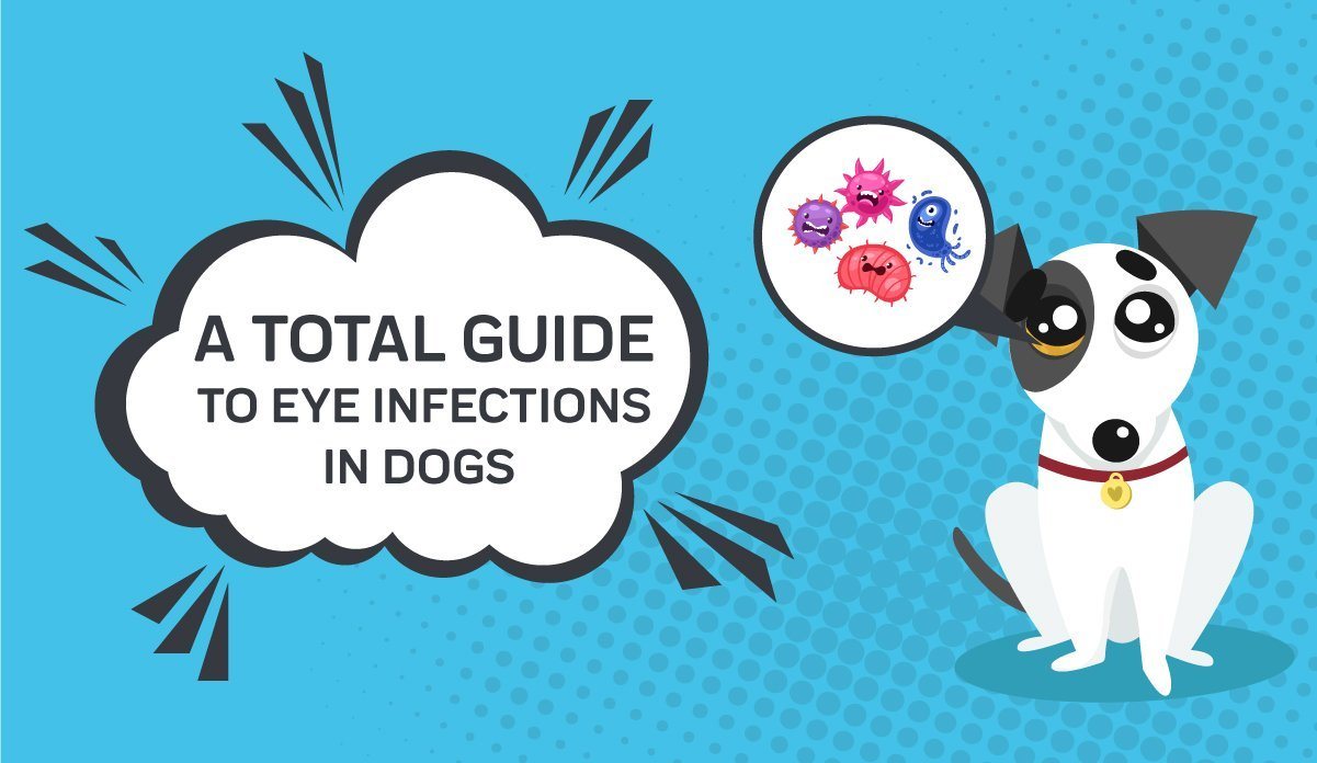 what can i give my dog for an eye infection