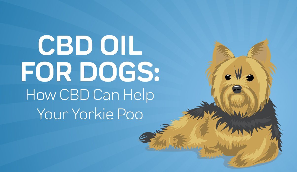 what health problems do yorkipoo have