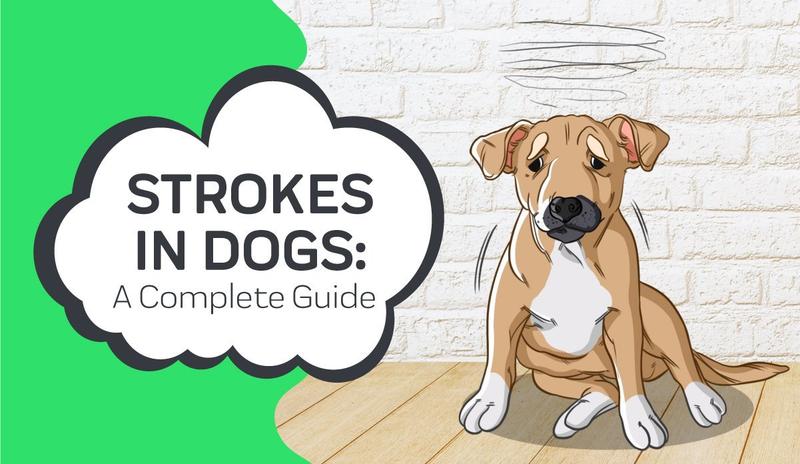 Strokes In Dogs: A Complete Guide – Innovet Pet