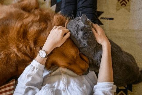 Petting other people's (friendly) dogs can boost your health