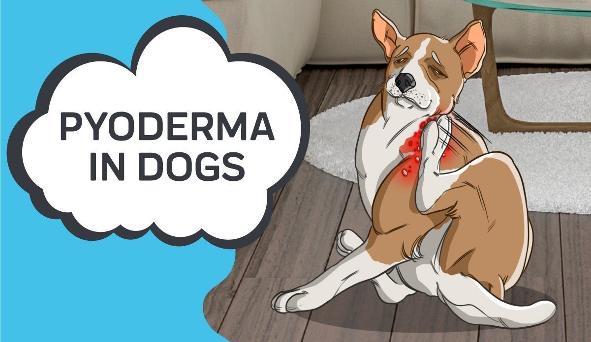 Pyoderma in Dogs Innovet Pet