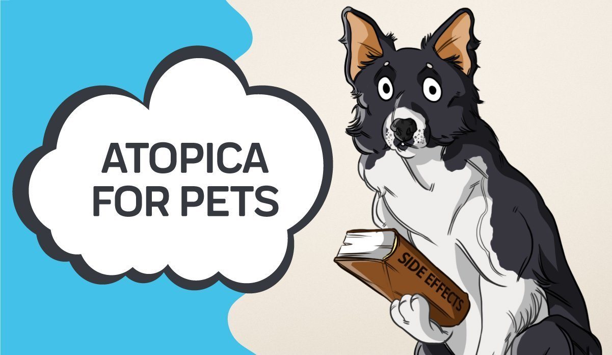 Atopica for best sale cats side effects