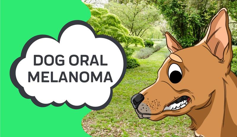 how long does a dog live with melanoma