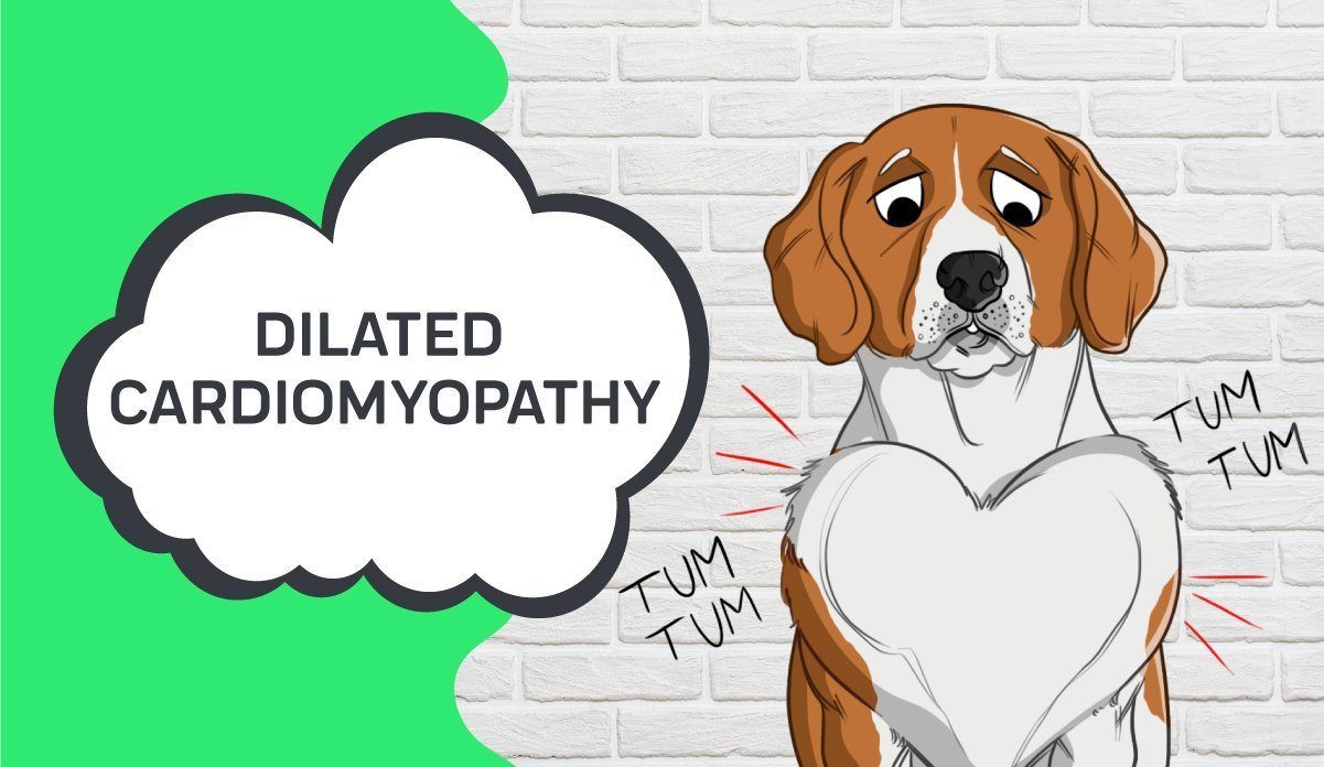 Canine dilated clearance cardiomyopathy