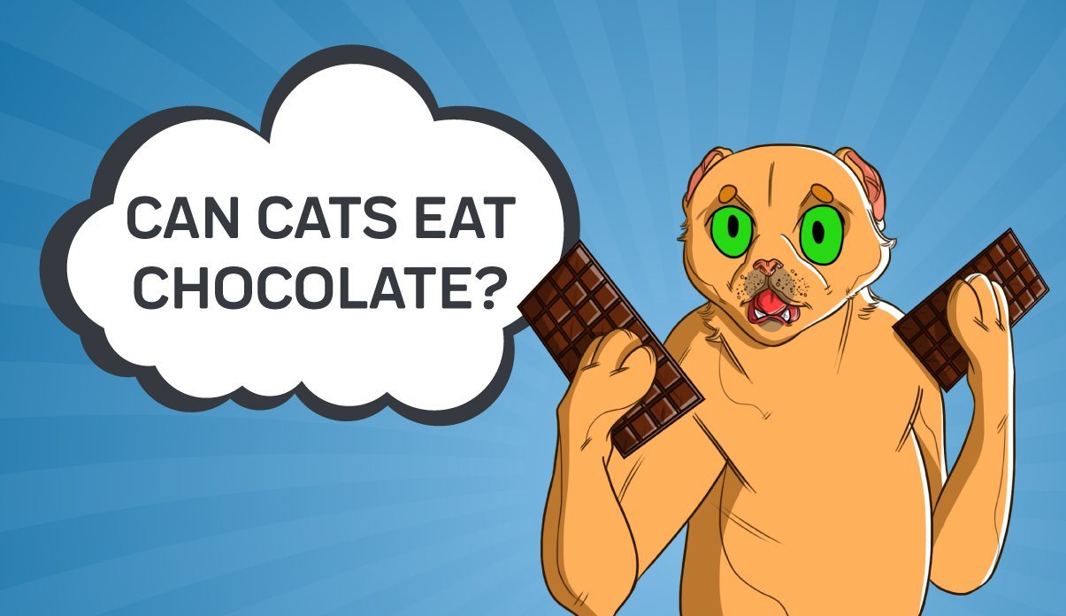 cats eating chocolate