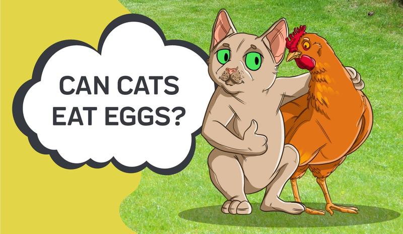 Can Cats Eat Eggs? – Innovet Pet