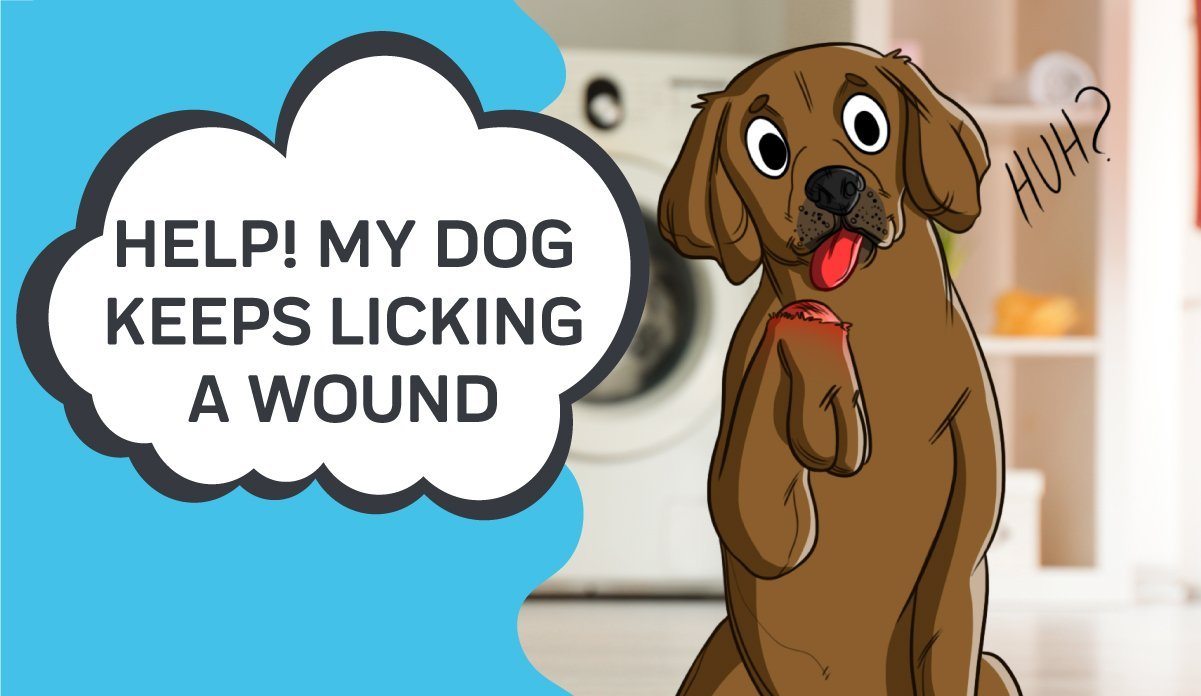 Why is my dog licking after surgery?