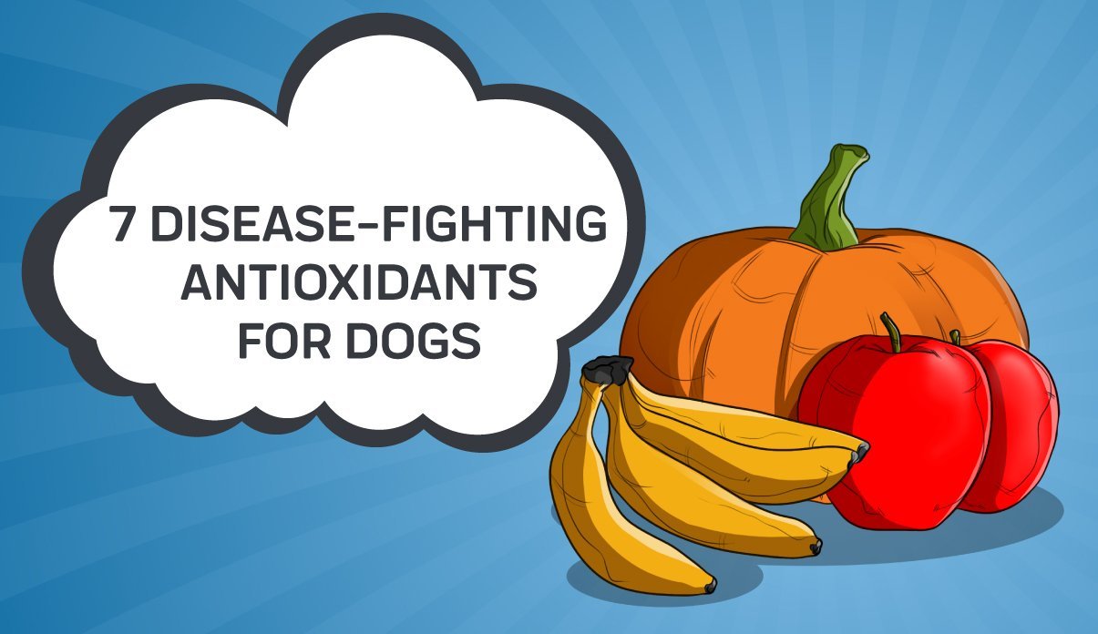 Best antioxidants best sale for older dogs