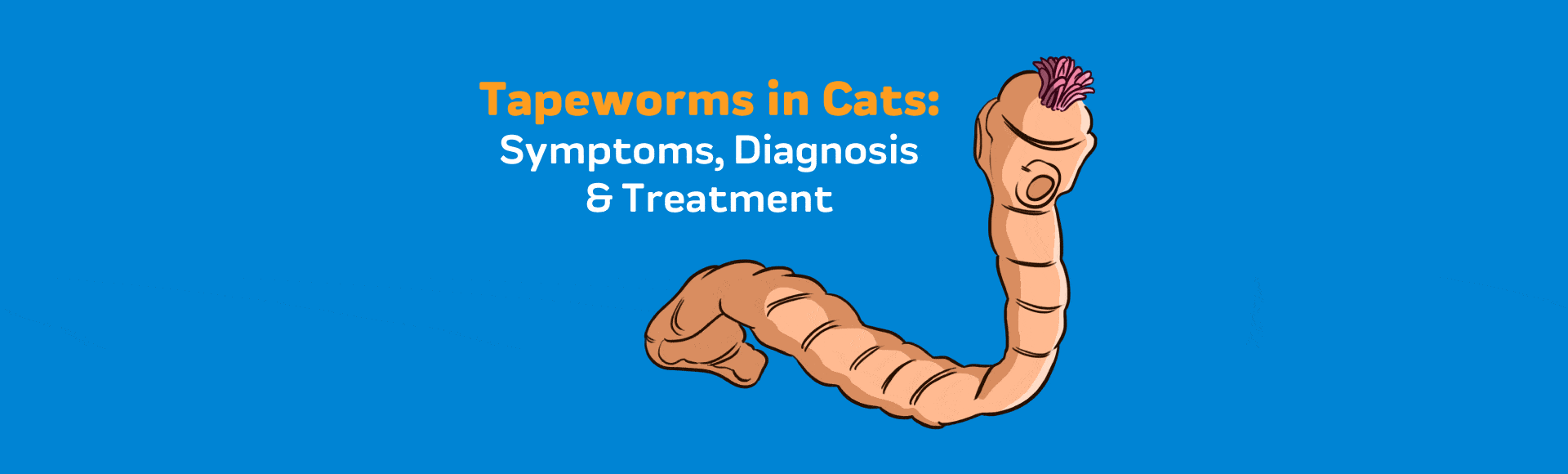 pictures of tapeworms in cats