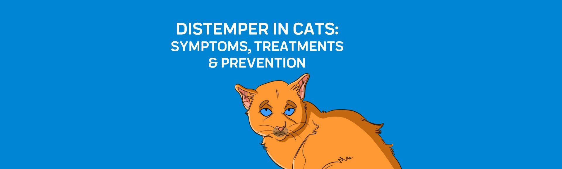 Feline distemper treatment at 2024 home