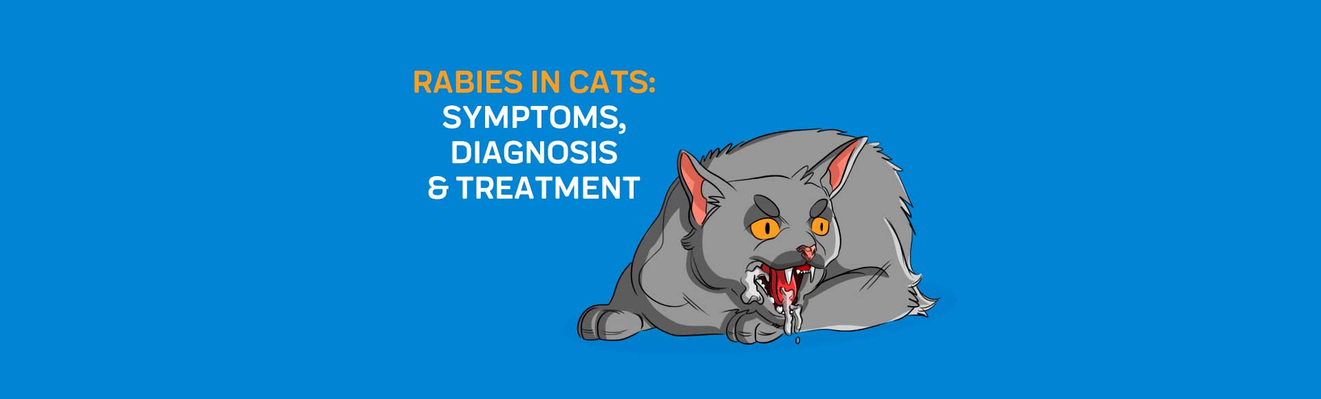Rabies in Cats: Symptoms, Diagnosis & Treatment – Innovet Pet
