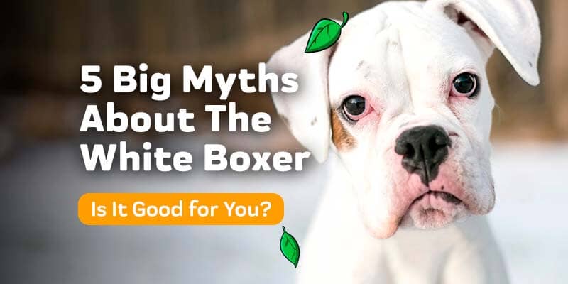 Why are white Boxers so.. special 🤣🤭 : r/Boxer