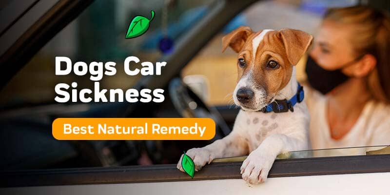 Natural Remedies For Dog Anxiety
