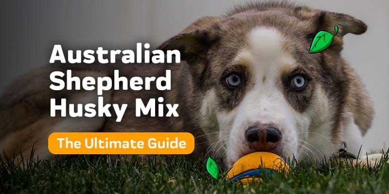 pitbull australian shepherd mix full grown