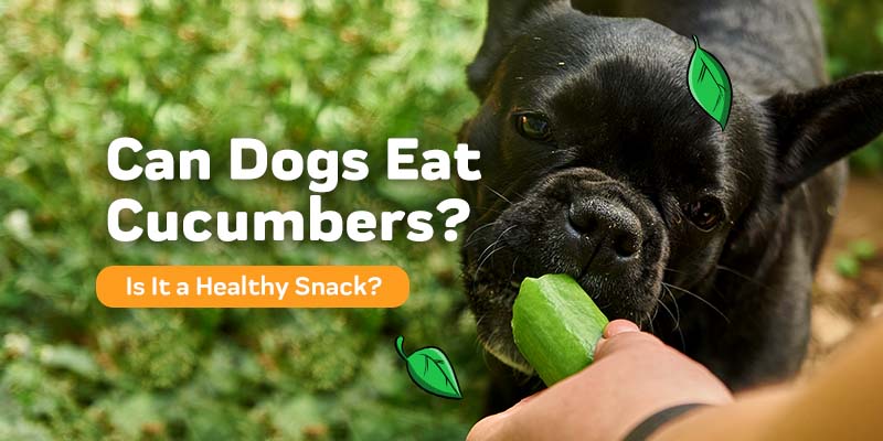 Dogs eat outlet cucumbers