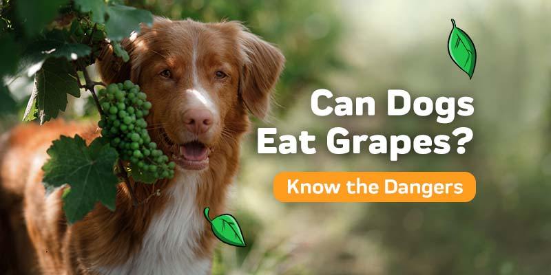 Are dogs allowed to eat outlet grapes