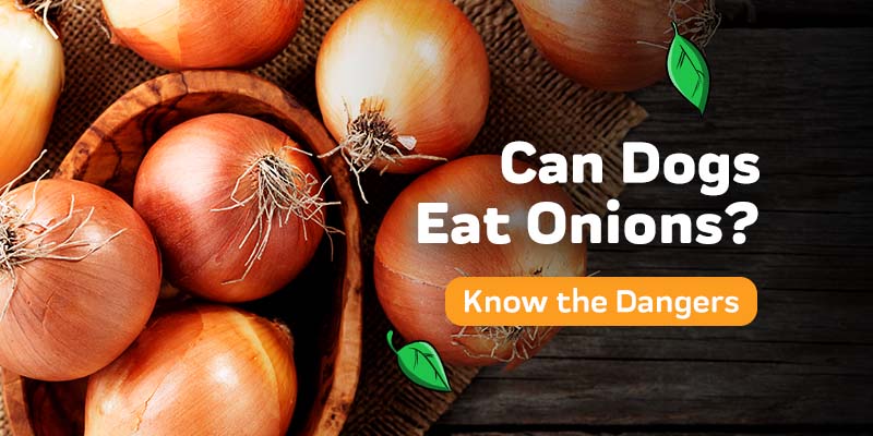 Is onion harmful outlet to dogs