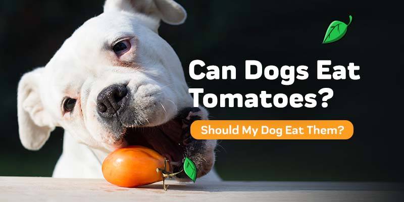 My dog ate outlet a tomato