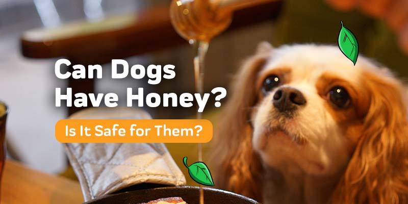 Honey is good outlet for dog