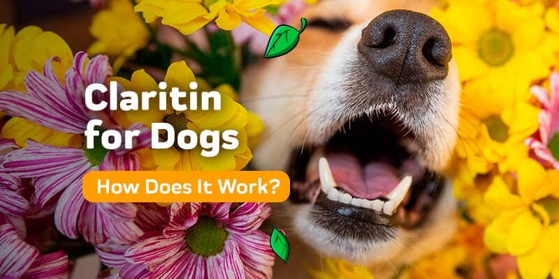 Claritin puppy hot sale