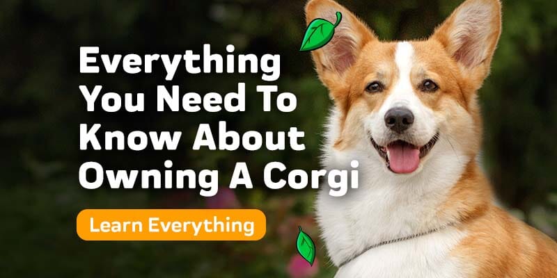 How the corgi became our most famous dog
