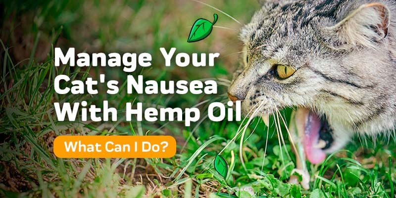 Managing Your Cat s Nausea With Hemp Oil Innovet Pet