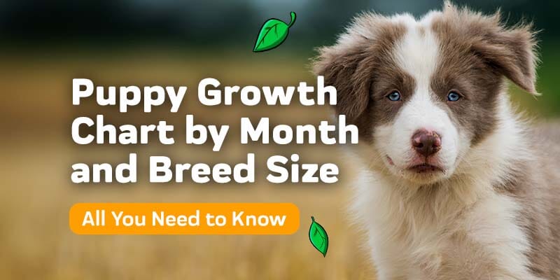 lab puppy growth chart dogs