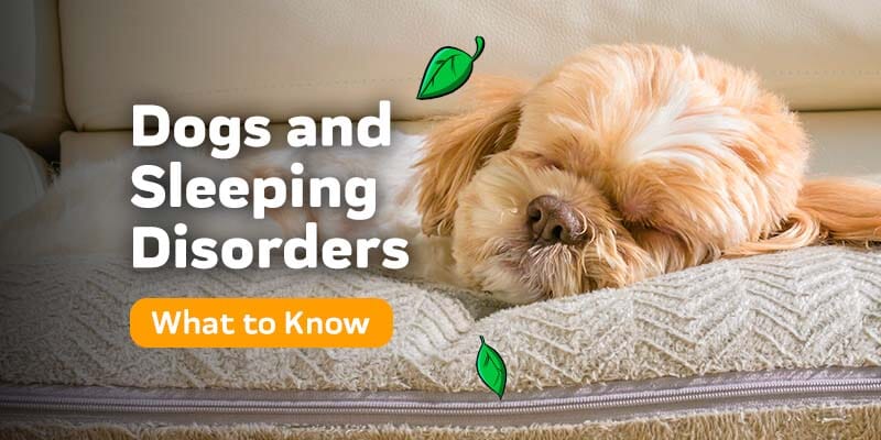 Sleeping with Dogs: Benefits for Your Health, Risks, and Precautions