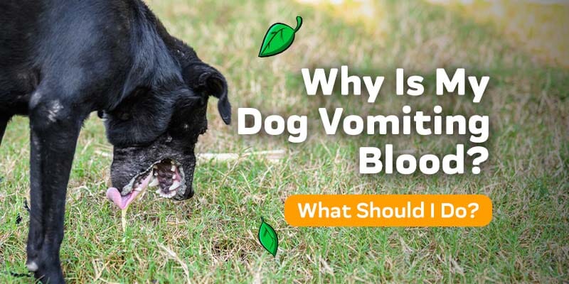 what does it mean if a dog throws up blood