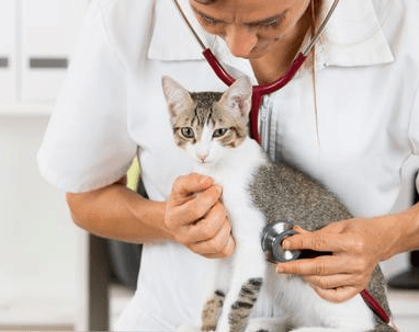 Feline Leukemia Virus – Innovet Pet