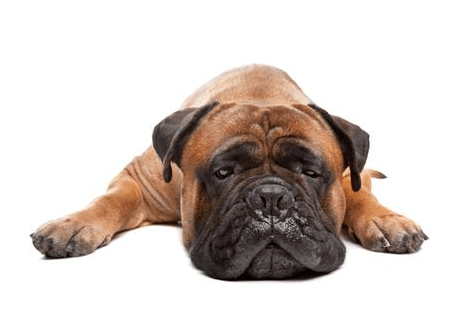 Symptoms of cheap lethargic dog