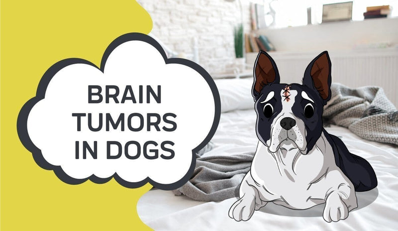 Brain Tumors in Dogs