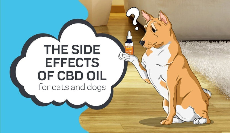 The Side Effects of CBD Oil for Dogs and Cats