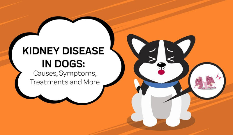 what are the final stages of kidney failure in dogs