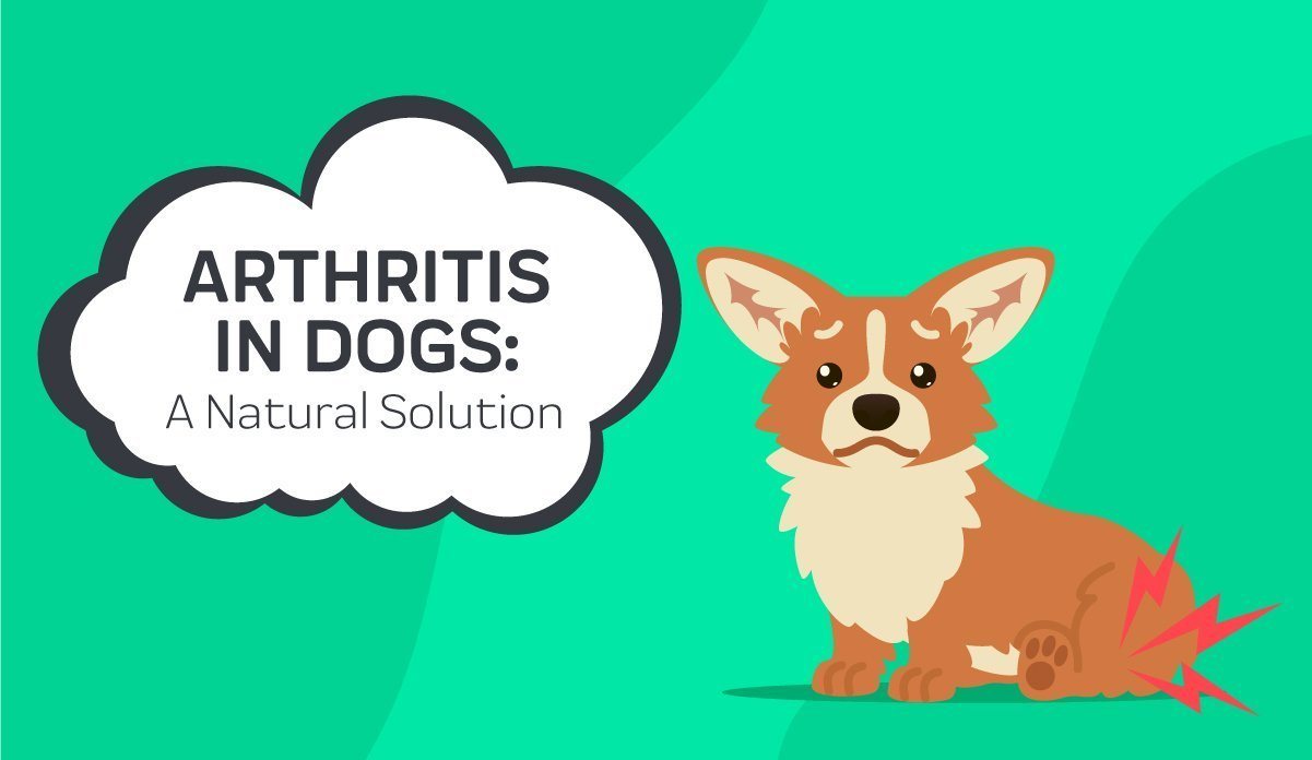 arthritis-in-dogs-a-natural-solution-innovet-pet