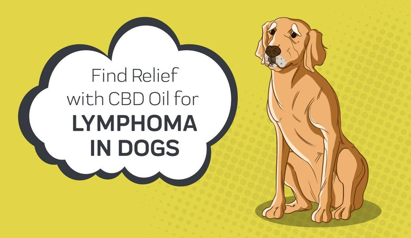 Find Relief with CBD Oil for Lymphoma in Dogs