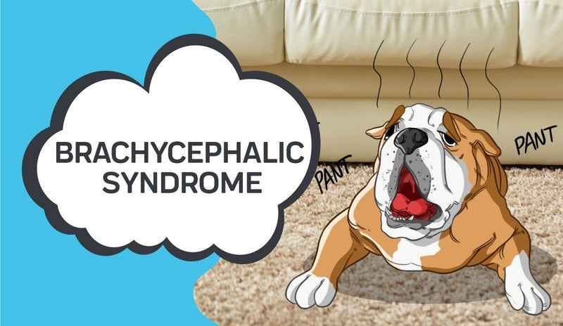 Brachycephalic Syndrome