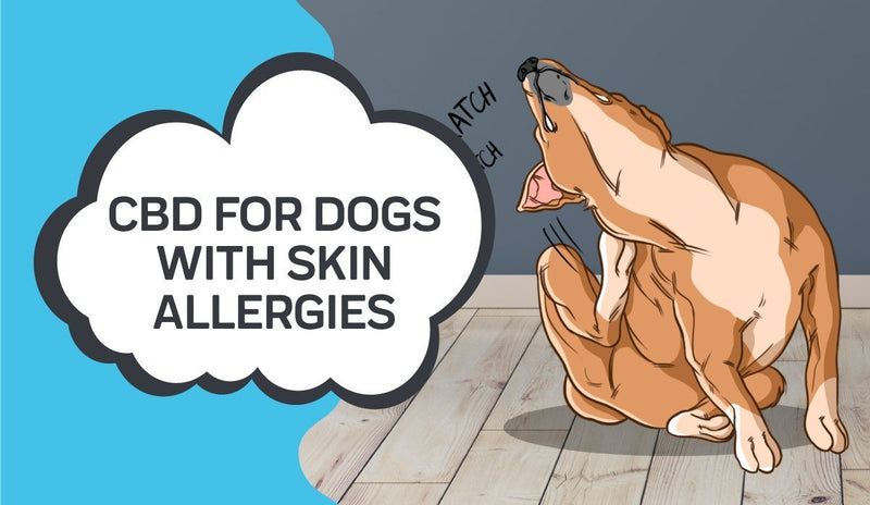 CBD for Dogs with Skin Allergies