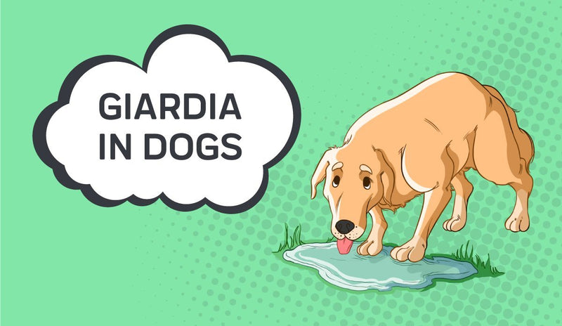 Giardia in Dogs