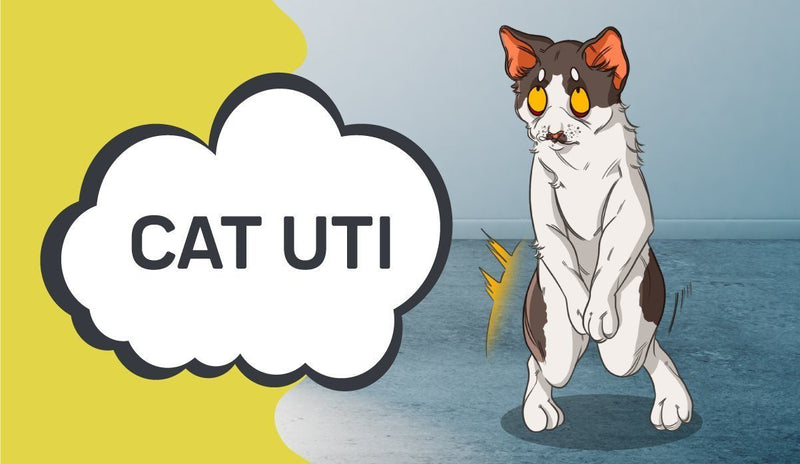 Home Remedies For Cats With UTI