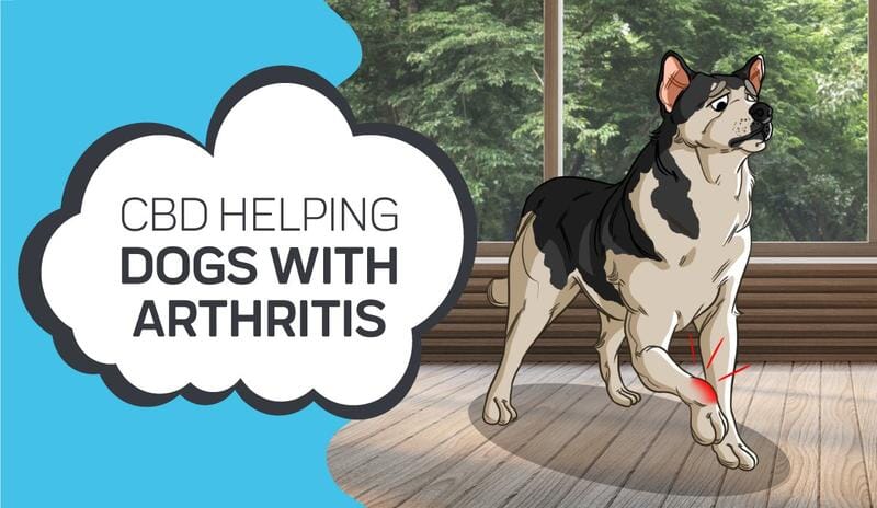 Best CBD Oil For Dogs With Arthritis