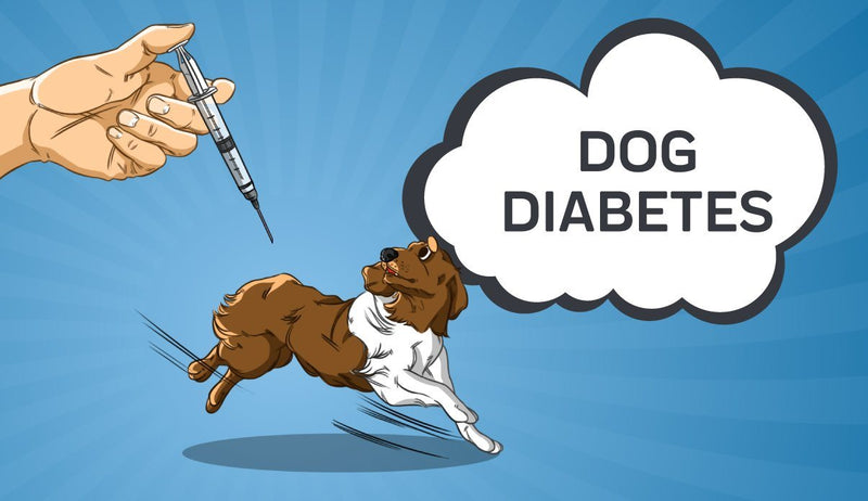 What You Need to Know About Your Dogs Diabetes