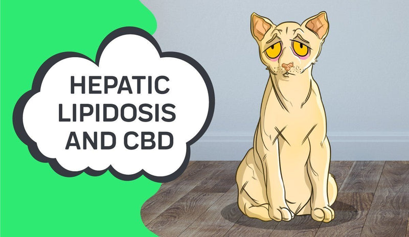 Hepatic Lipidosis and How CBD Oil can Help