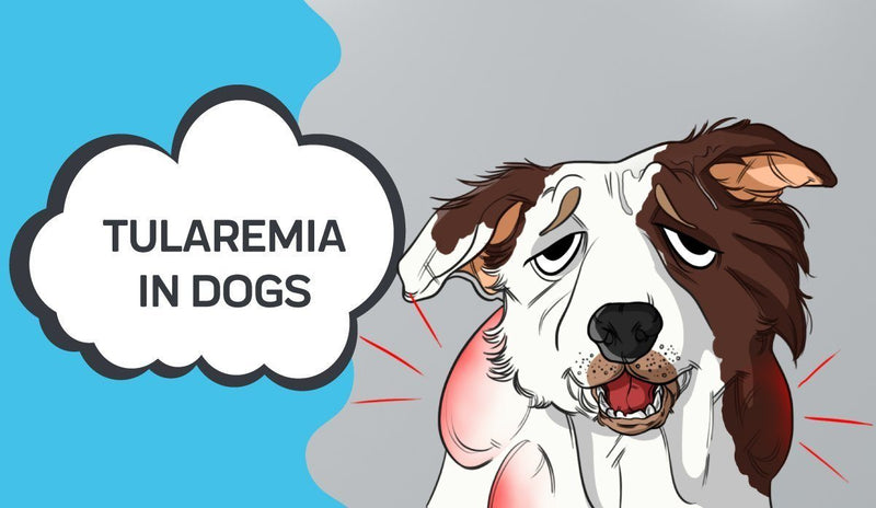 Tularemia In Dogs