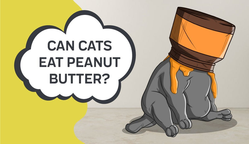 Can Cats Eat Peanut Butter