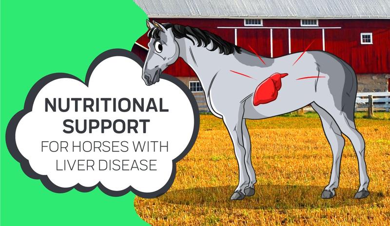 Nutritional Support For Horses With Liver Disease