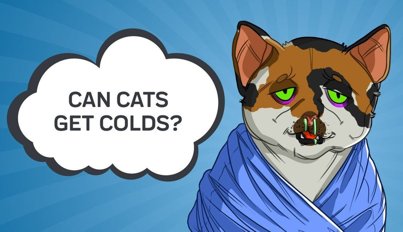 Can Cats Get Colds?