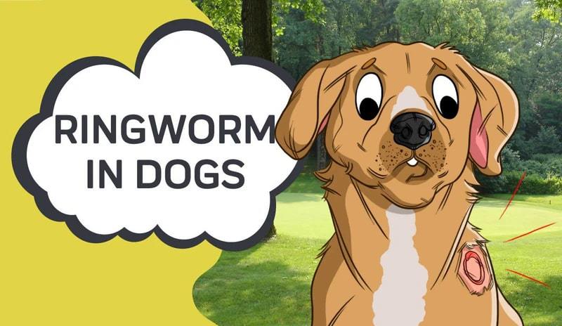 Ringworm in Dogs