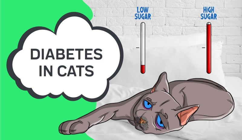 Diabetes in Cats